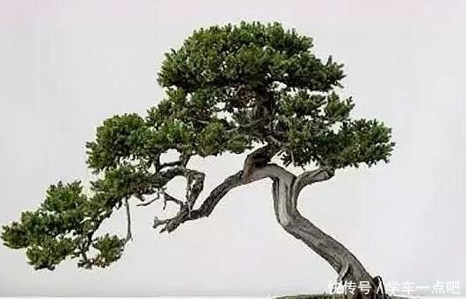 新手玩盆景到底该如何开始终于知道开头了,咋想都错,要这样做!