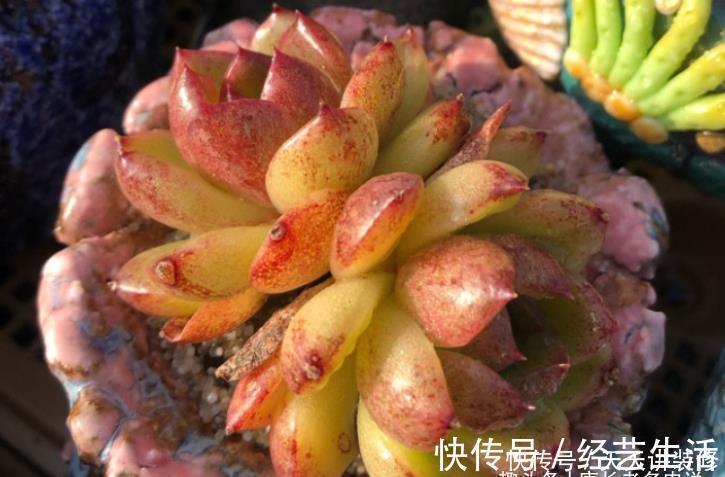 养多肉我一般不建议施肥,但这种多肉适当地施肥却可以养得更好