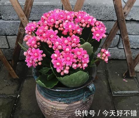 想要长寿花快速开花,用上1种肥,光照水分此样做,很简单