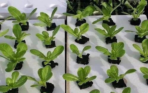 生根|用泡沫板来养花,效果太棒了,扦插3-5天就能生根