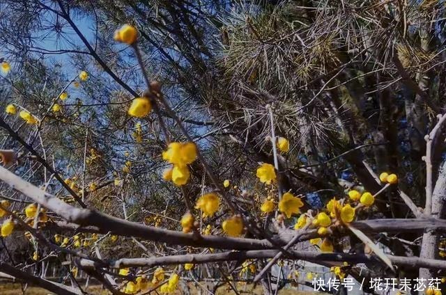 沙河梅花公园腊梅开