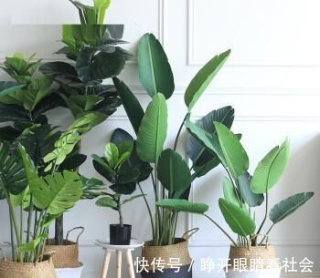 11、12月逛花市，2种花便宜也别买，回家养不活，白花钱