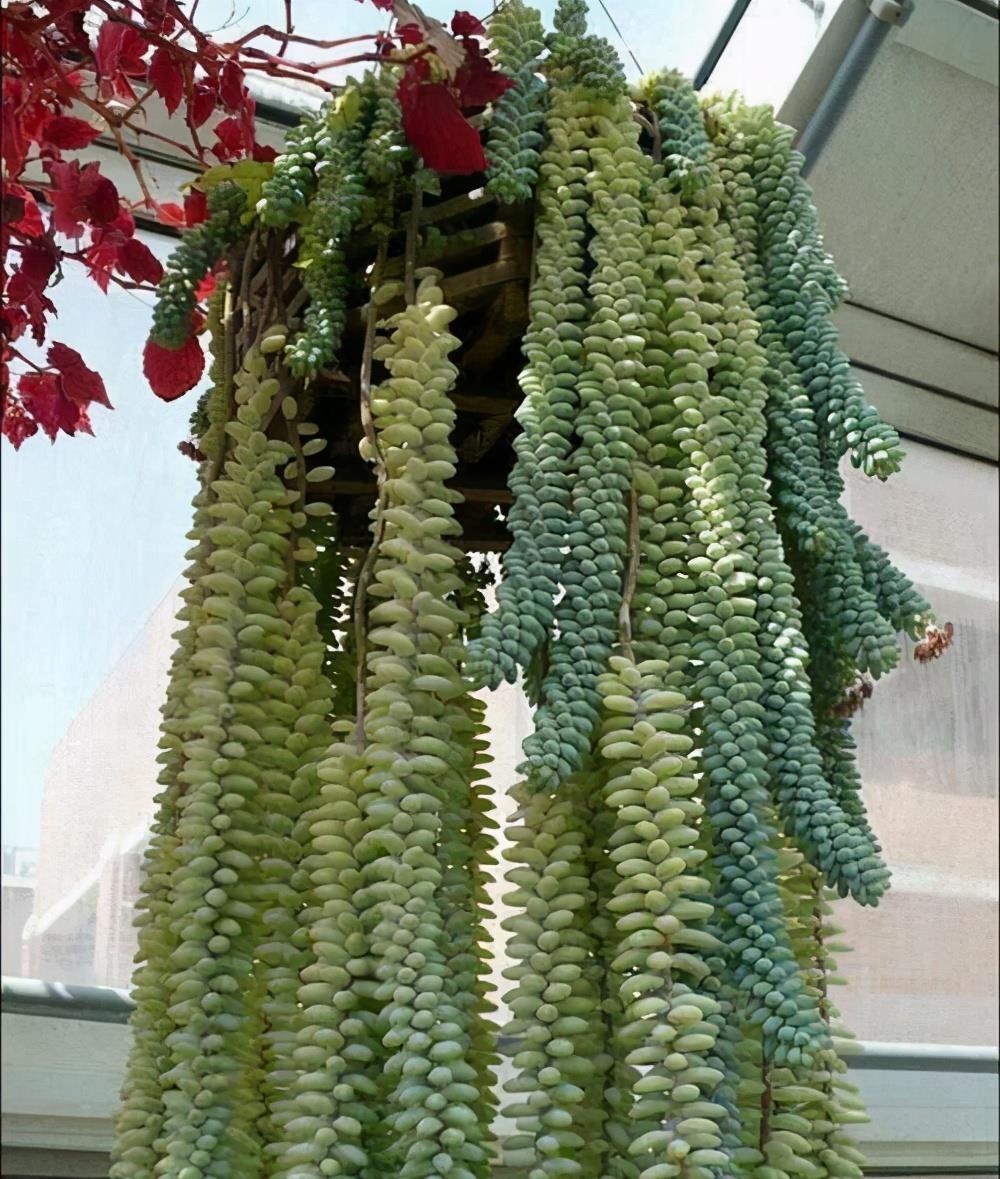 五种多肉,倒吊着,枝条流出花盆,一道“肉窗帘”