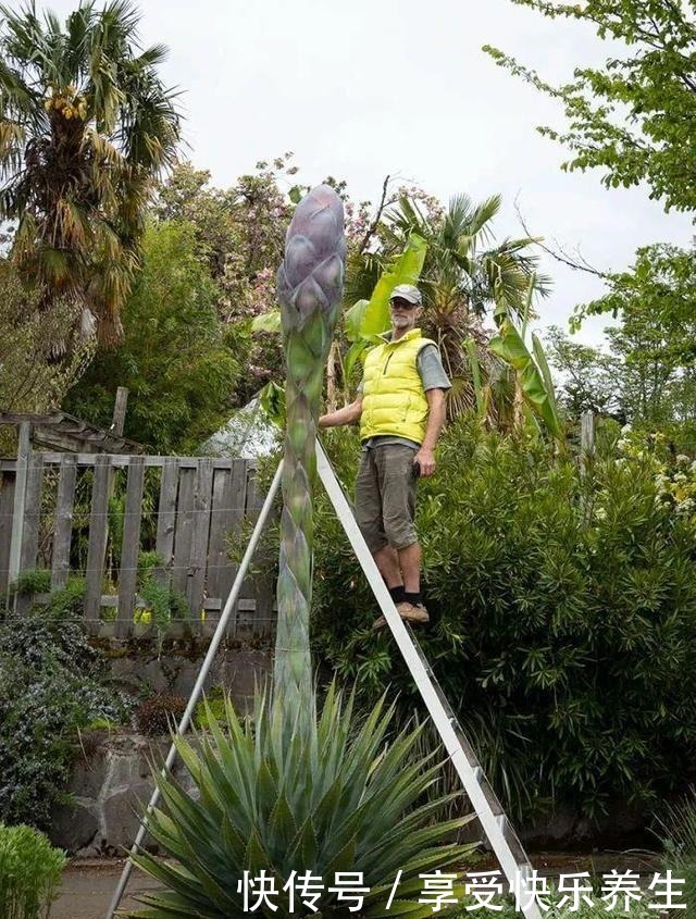 8种镇宅花，窗户边养一棵，霸气又镇宅！