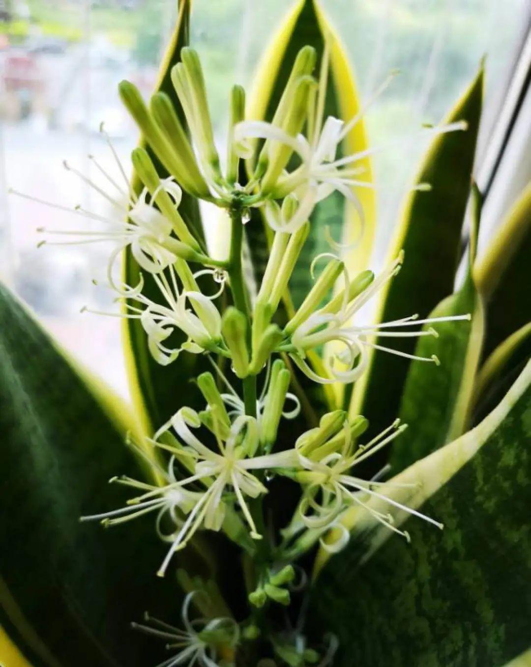 这几种花，要是秋天不扦插，错过就等1年