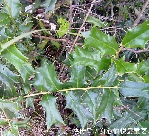 若在山中遇见“它”，请引起重视，别有意破坏，价值高，不允许！