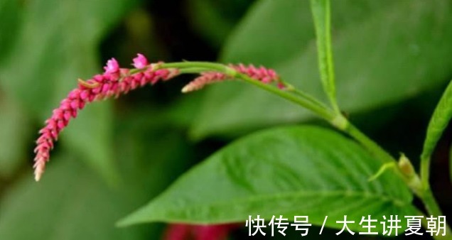 消炎止血|农村一种野草，味道堪比辣椒，能消炎止血，却被农民当杂草除