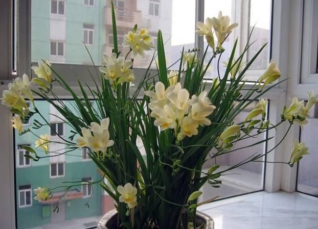 送给那些养花，却总是把花养死的人