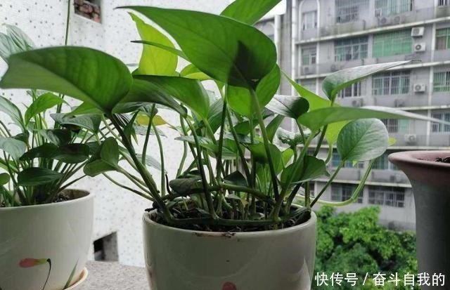 别再稀里糊涂养花了，这些基础常识，很重要！