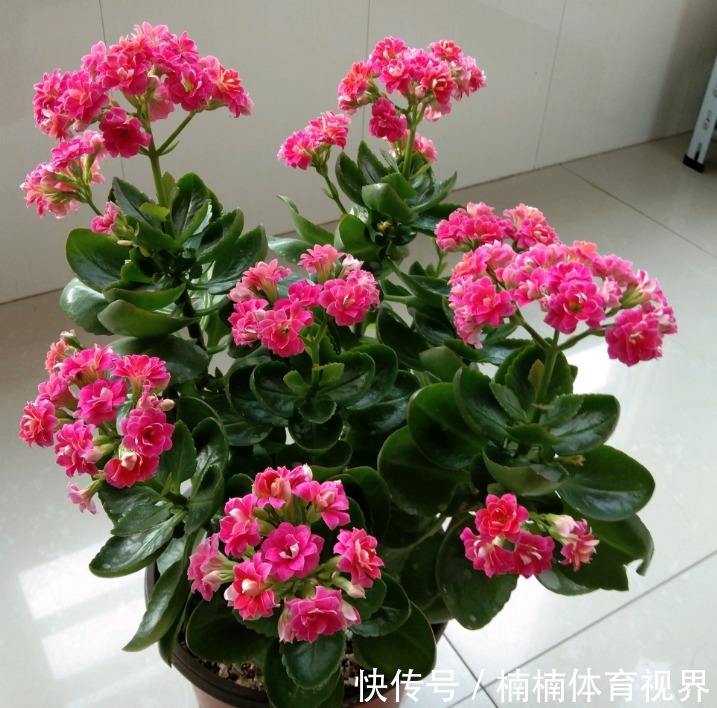 怎么让长寿花多来几茬？这4个方面“勤快些”，一茬接一茬地开