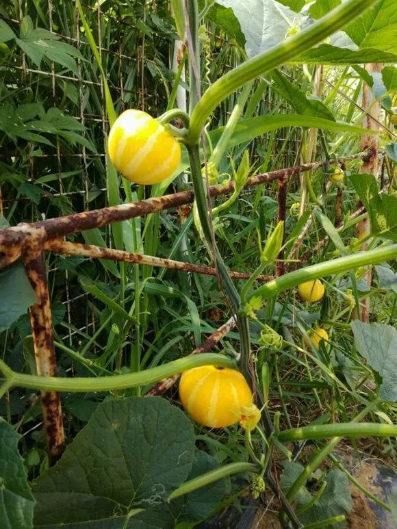 阳台种盆菜,比花还好看,结果还能吃,别提多美了