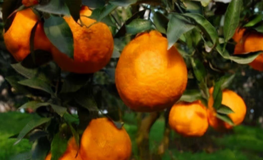 甜菜|养肝就是保命，吃3种食物，养肝护肝，肝脏“舒服”，身体才健康