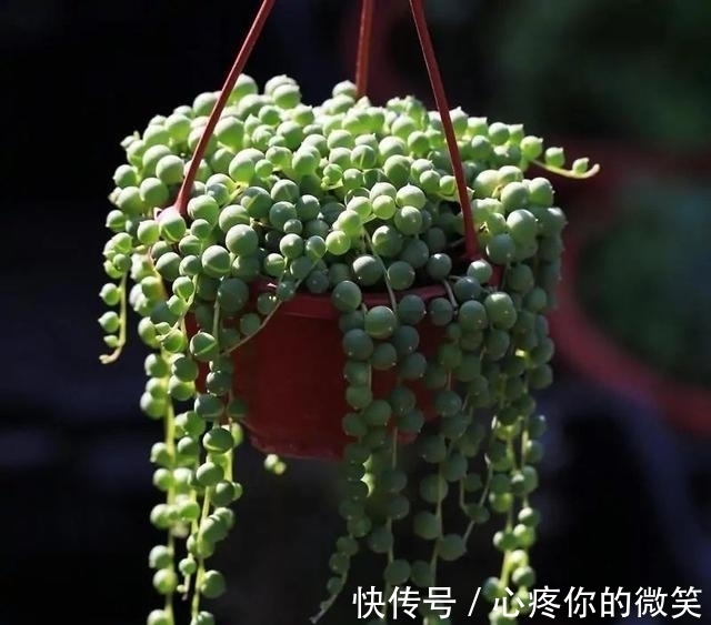 养护|6种多肉就应该挂起来养,长成“花瀑布”美极了,看起来真过瘾