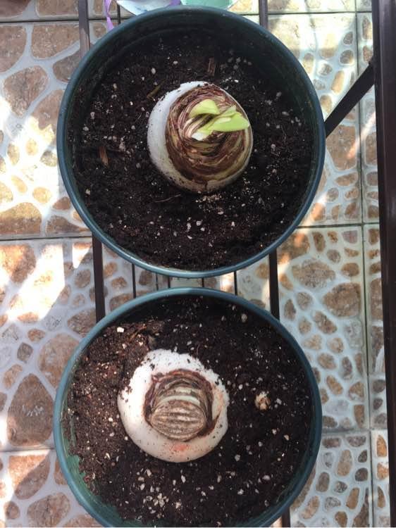 朱顶红|种了1个洋葱头,没想到花开巴掌大!越看越美!