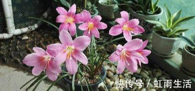 此花卉漂亮,美如莲花,花期长花量大,最好养,懒人新手盆栽佳品