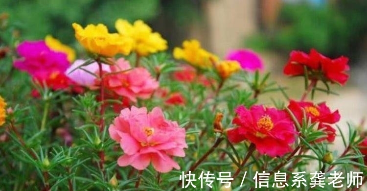 五彩石竹|谁见了都喜欢的几种花,好养又漂亮,美不胜收,你养了吗