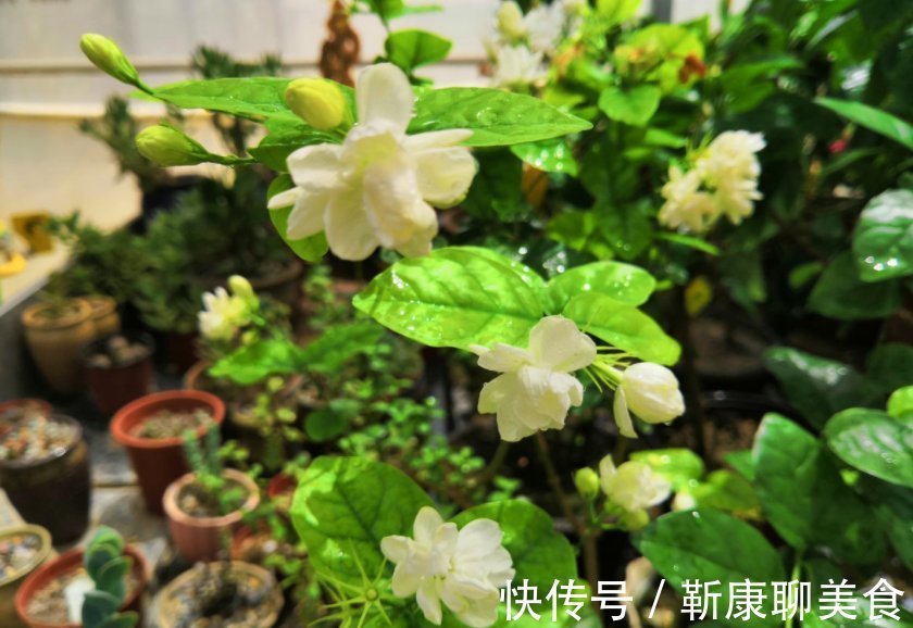 茉莉年年冬天死?症结就在这5点,做好了没毛病