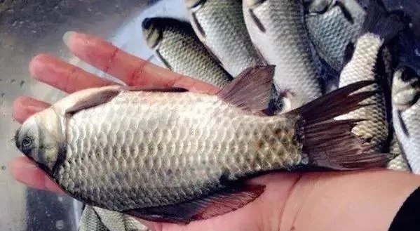 冬天最强的三种钓鲫绝学,一看就“懂”,再也不怕没有口!