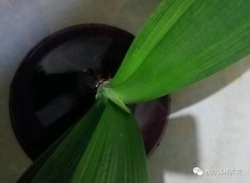 发财树君子兰烂根,可别扔了,1个小招就能救活!