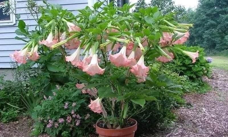 野外多见全株有剧毒,村民却喜欢将其种在家中,这是为何呢?