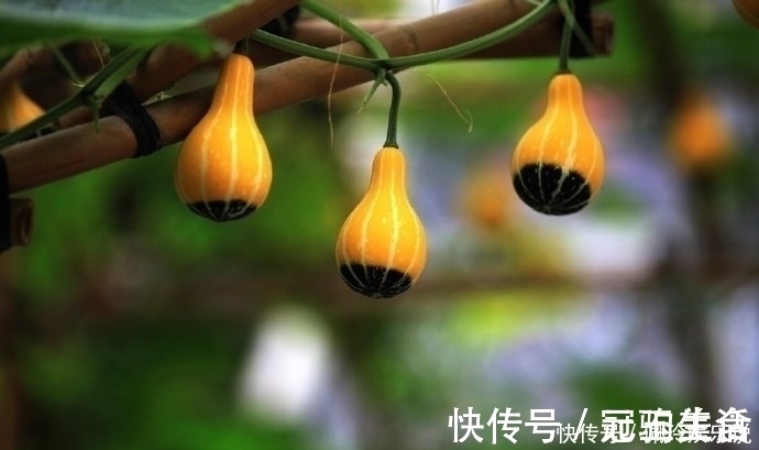 效忠!鬼谷子识人术一个人有没有出息,看这三点就够了