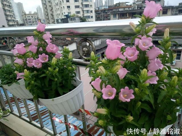 买4种花要想好，都是“1次性”花，开败了也就该扔了