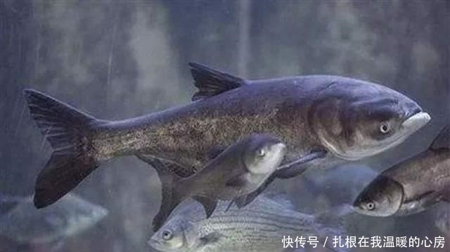 养殖|从来不吃亚洲鲤鱼的美国人,为何吃起了非洲鲫鱼?新冠疫情闹得?