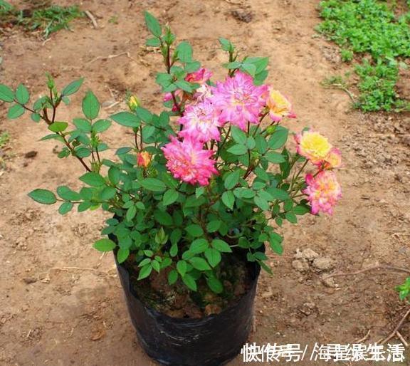 品种|喜欢养花就盆栽月季,此款花期长、易爆盆,一株苗开出多色花