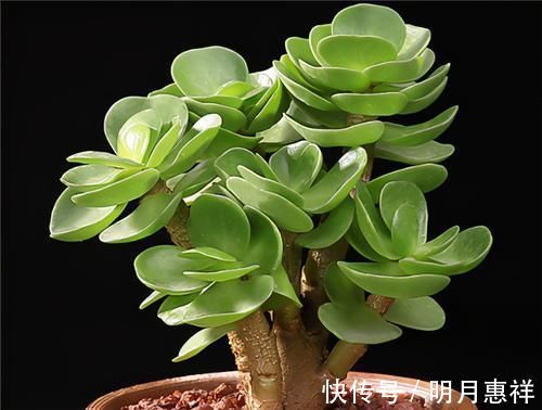 多肉金钱木,养成老桩更好看,招财旺福好运来