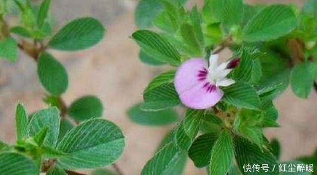 鸡眼|农村这野草名叫“鸡眼草”具有清热解毒,活血的功效,见到请珍惜