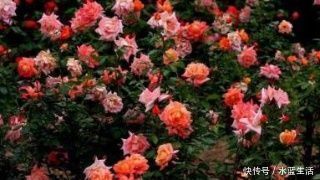 养花|老花农养花,浇水加点它,土壤疏松又肥沃,养啥都疯长