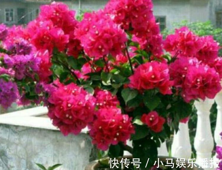 人养花，花也养人，家养4种花，开花爆盆很漂亮，越养越喜欢