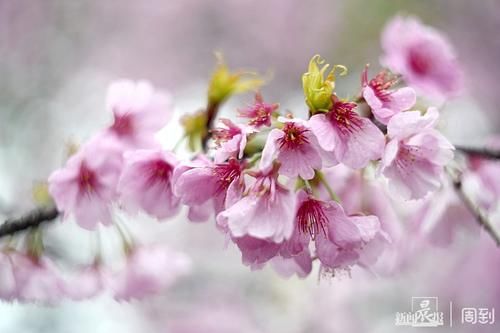 晨镜头|雨打樱花，花衬雨，雨中樱花别样美！内附保姆级拍花攻略→ |晨镜头\＂,\＂i12\＂:\＂雨打樱花，花衬雨，雨中樱花别样美！内附保姆级拍花攻略→