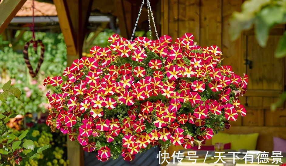 植株|从买花到养花，该如何实践落实“养花先养根”的俗语？