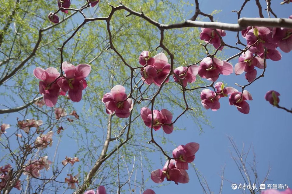 大风吹过，玉兰花枝乱颤