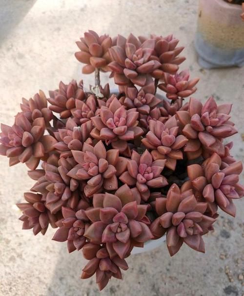 对普货姬胧月情有独钟,叶插好多盆,紫红色的状态真是太美了