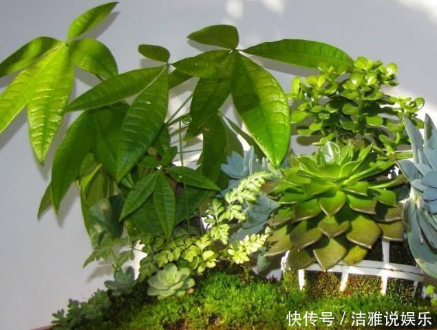 种树|“2种树”养客厅,有“旺财运”的寓意,不施肥不浇水,一样旺盛