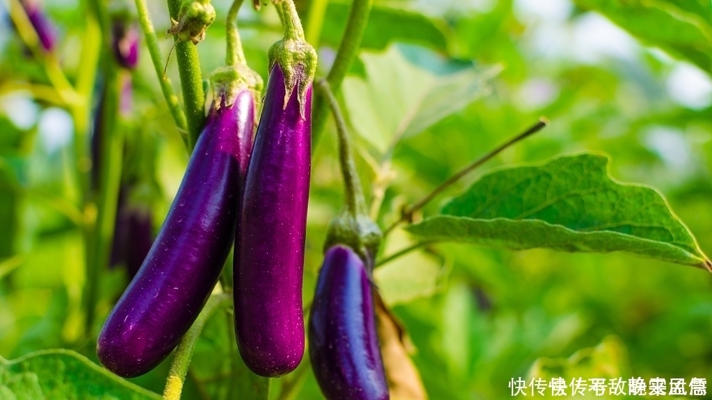 夏天|茄子和它才是绝配夏天这样吃茄子,清除血管垃圾为家人收藏