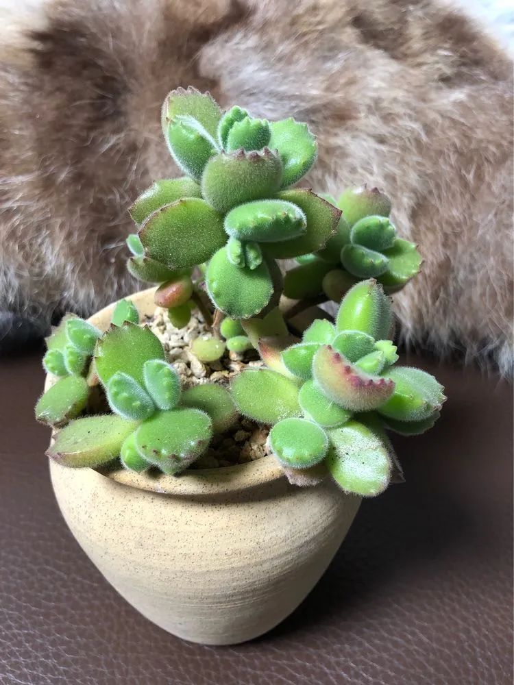 陪伴过我的都是心头肉！多肉陪我一路向前！