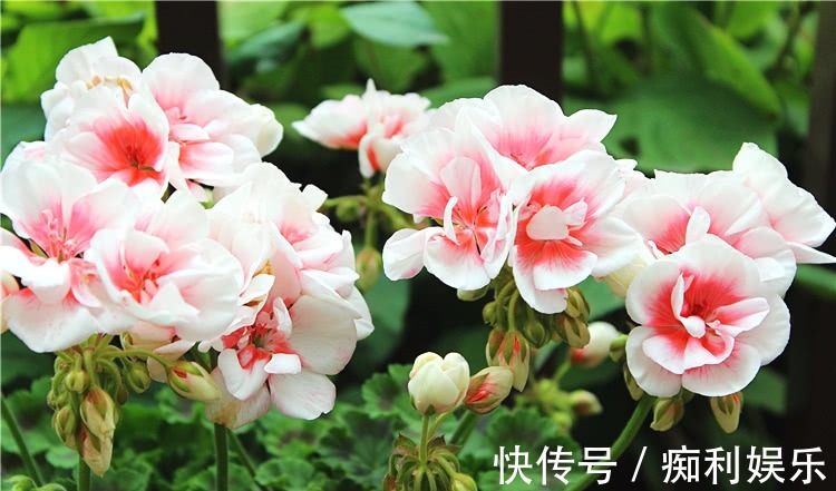 养天竺葵,常做1个小动作,叶片油绿发亮,开花红艳艳,爆花成球