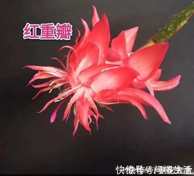 水仙|上万块的蟹爪兰,开花像烟花,养过的人不多