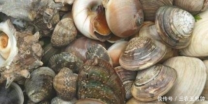 想要吃美味的花蛤, 去沙得干净, 一颗铁钉就能够让花蛤乖乖吐沙