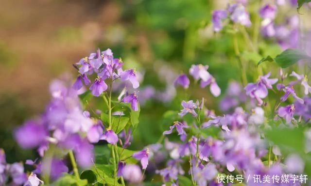 二月兰花开正盛，京城多处赏花圣地奉上~拿走不谢