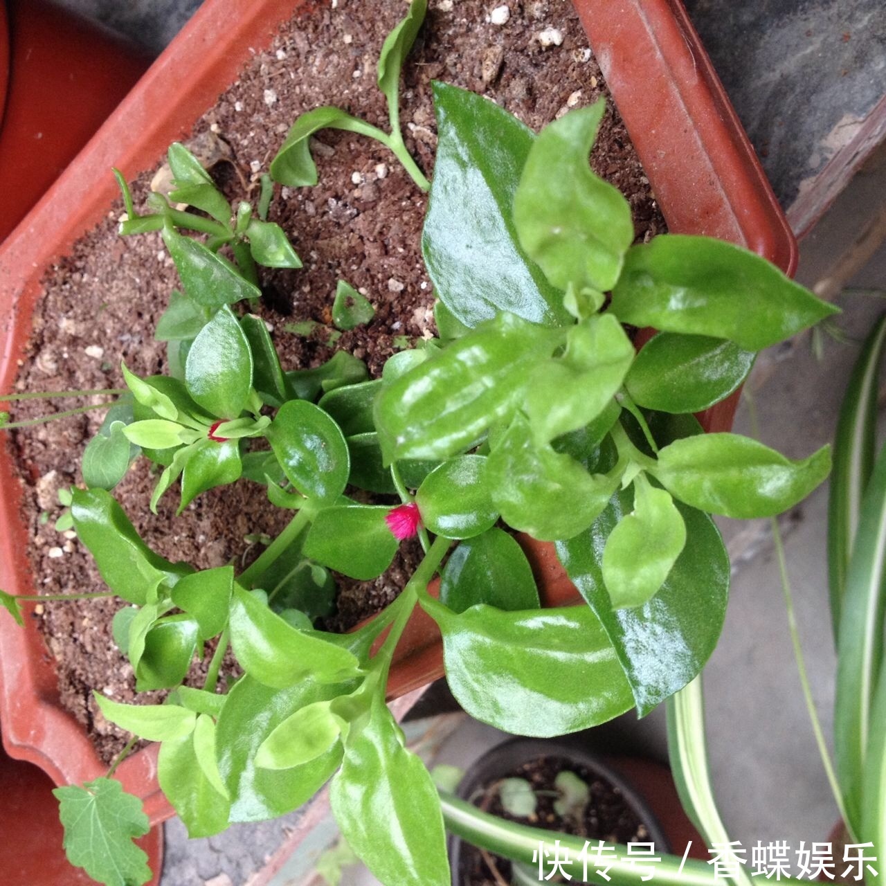 3种“懒人花”,给点阳光就“泛滥”,丢在一旁不管,也能开满天