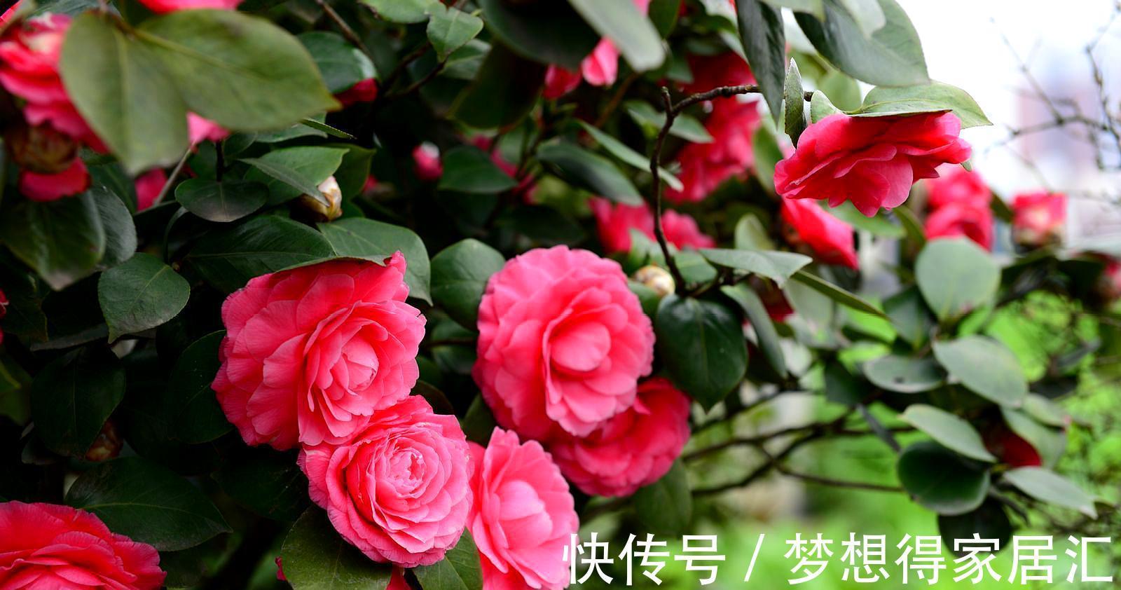 病虫害|茶花夏季经常枯萎死亡，可能是它导致的，及时发现及时治疗