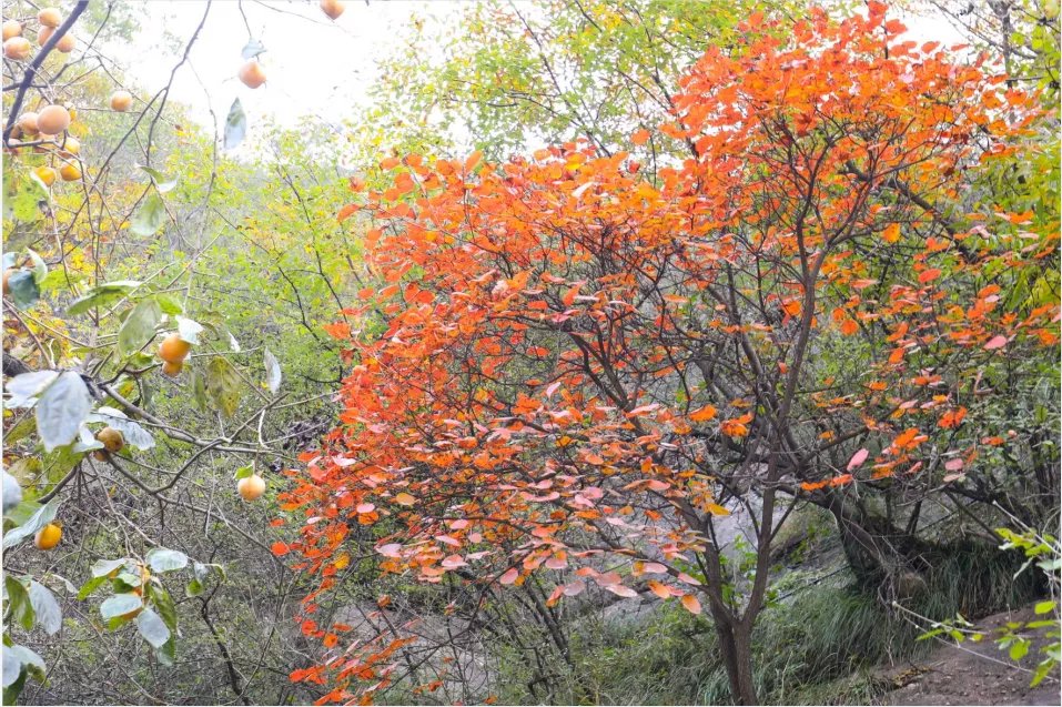 饮酒赏红叶，树树皆秋声|仙门秋色盛宴｜| 秋色