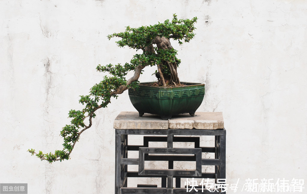 矮化剂|树木盆景是怎么矮化的?8个方法助你的盆景成为“活着的艺术”