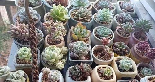 二九寒天，养多肉，想保命就得做到这“3多1少”