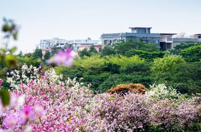 赏花不一定要去武汉婺源，广州海珠湿地紫荆花带浪漫梦幻，太美了