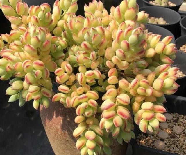 阳台上|有个飘窗小阳台，就养这2种带香味的多肉就够了，满屋子都是香味